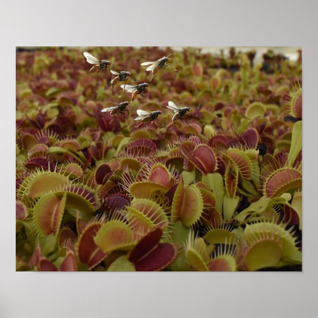 Póster Extreme sport for flies. (Frente)