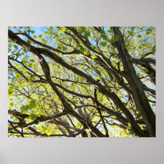 Póster Extremos de árbol