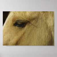 Eye equino