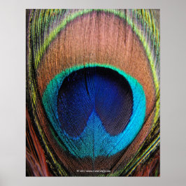 Póster Eye of the Peacock Feather Close-Up