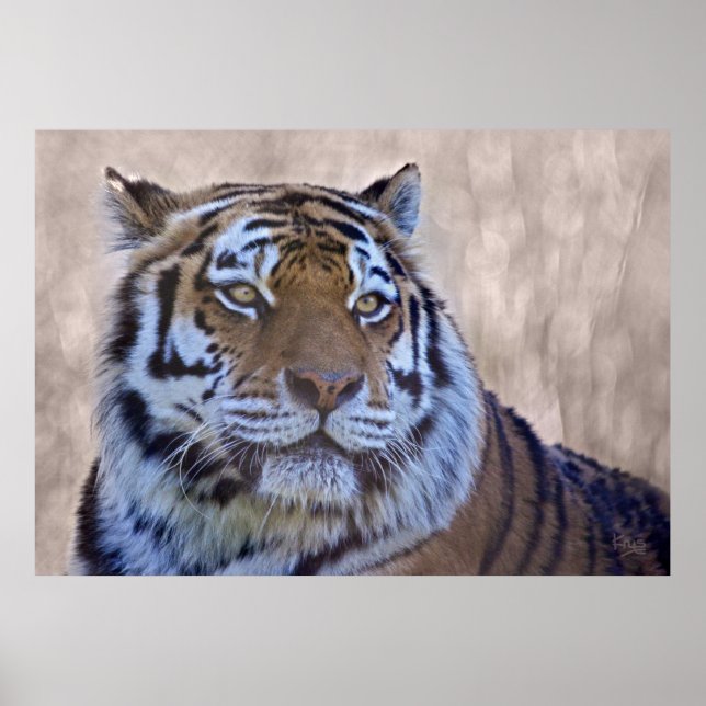 Póster Eye of the Tiger Print (Frente)