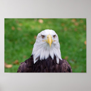 Póster Eyes of an Eagle