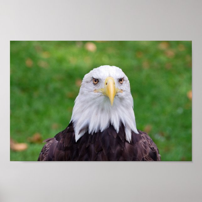 Póster Eyes of an Eagle (Frente)