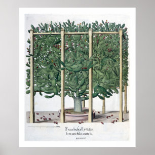 Póster Eystettensis indica del Ficus, del 'Hortus Eystet