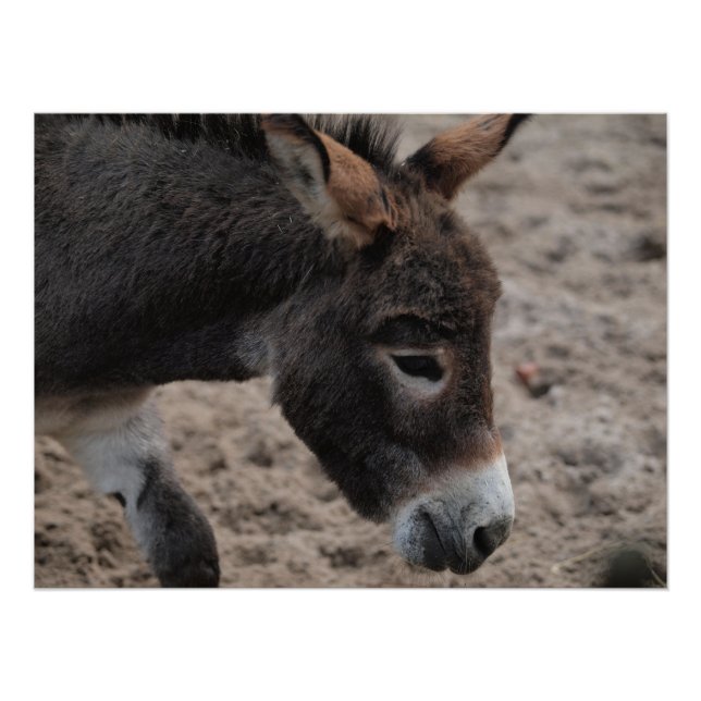Póster Ezel donkey  (Anverso)