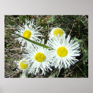 Póster F10 Flores silvestres blancas con flameo