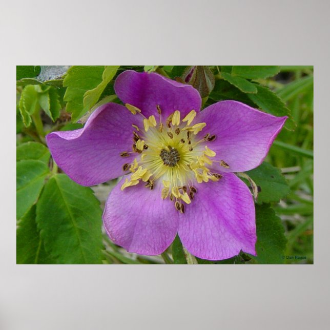 Póster F13 Rosa de Prickley Alberta Rosa salvaje (Frente)