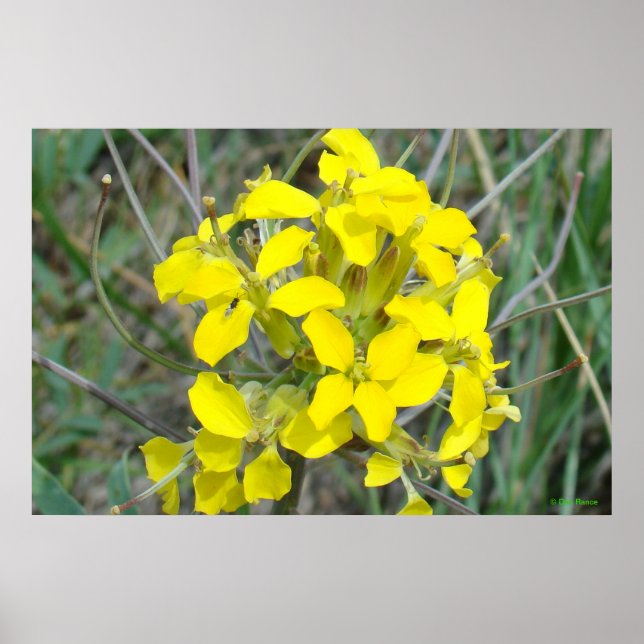 Póster F14 Pequeñas Flores Silvestres Amarillas (Frente)