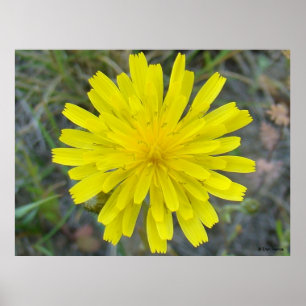 Póster F16 Flor Amarilla King Devil