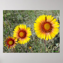 Póster F17 Flores silvestres amarillas Gaillardia