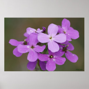 Póster F19 Flores Silvestres Purpúreas Damas Cohete