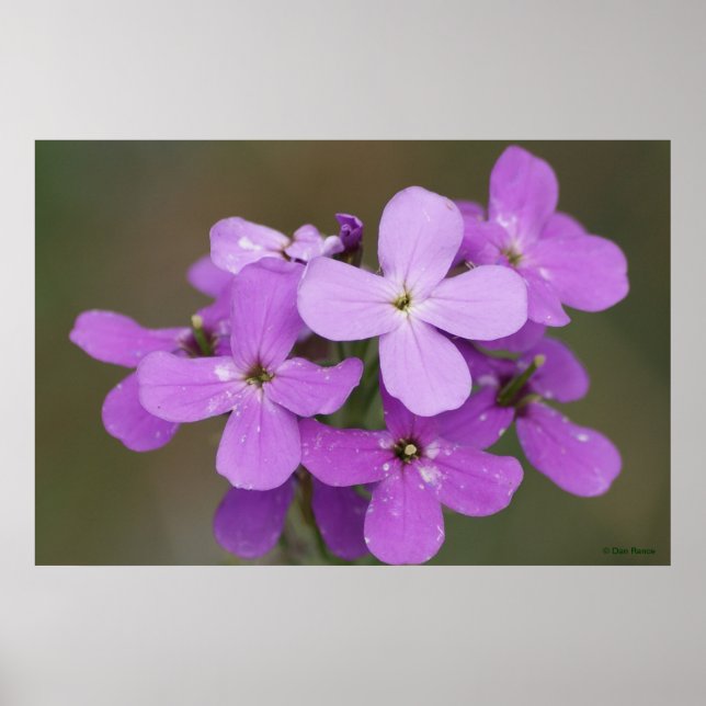 Póster F19 Flores Silvestres Purpúreas Damas Cohete (Frente)