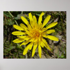 Póster F21 Flor Amarilla Narrow-leaved Hawks-beard