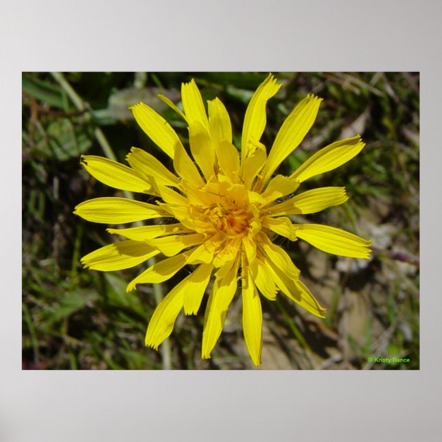 Póster F21 Flor Amarilla Narrow-leaved Hawks-beard (Frente)