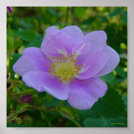 Póster F37 Wild Rose