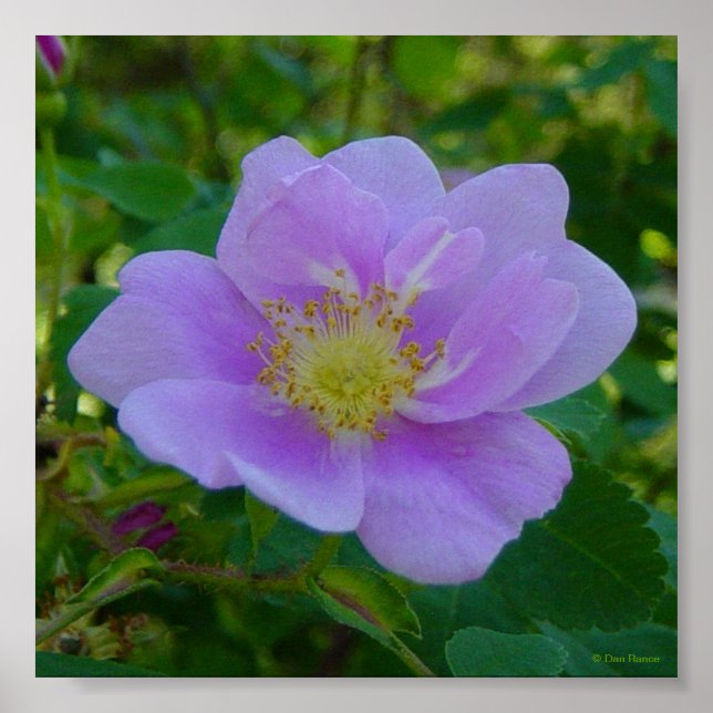 Póster F37 Wild Rose (Frente)