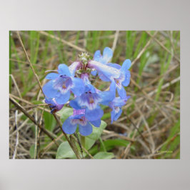 Póster F3 Flores Silvestres Azules Penstemon Azul Delgado