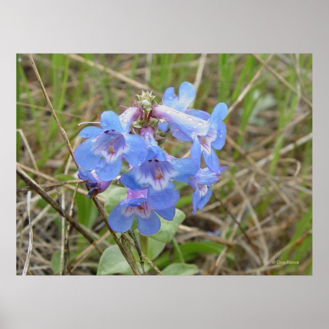 Póster F3 Flores Silvestres Azules Penstemon Azul Delgado (Frente)