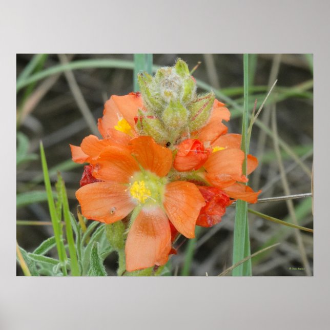 Póster F40 Flores silvestres naranjas Malva escarlata (Frente)