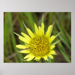 Póster F41 Flor Amarilla Silvestre Barba de Cabra