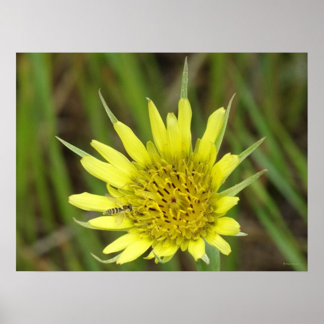 Póster F41 Flor Amarilla Silvestre Barba de Cabra (Frente)