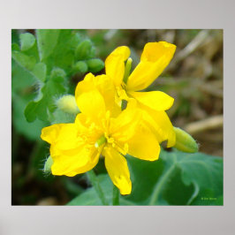 Póster F44 Flores silvestres amarillas mostaza salvaje