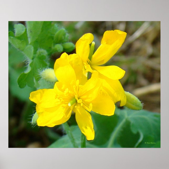 Póster F44 Flores silvestres amarillas mostaza salvaje (Frente)