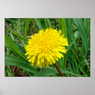 Póster F45 Dandelion "Taraxacum officinale"