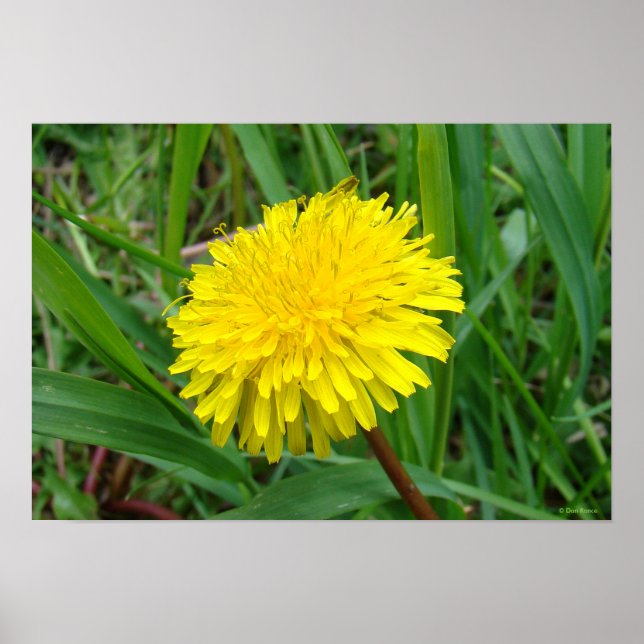 Póster F45 Diente de león "Taraxacum officinale" (Frente)