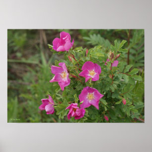 Póster F46 Wild Roses