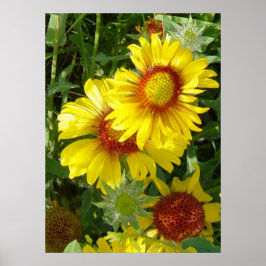 Póster F6 Flores silvestres amarillas Gaillardia