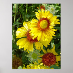 Póster F6 Flores silvestres amarillas Gaillardia