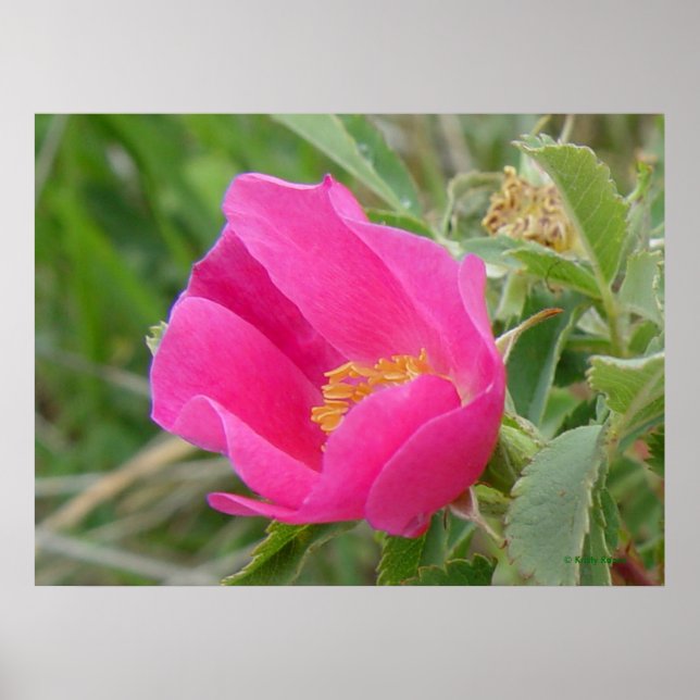Póster F7 Wild Rose Bright Pink Blossum (Frente)