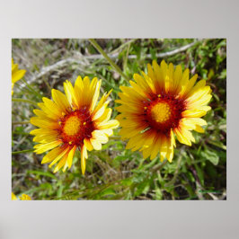 Póster F8 Flor silvestre amarilla Gaillardia