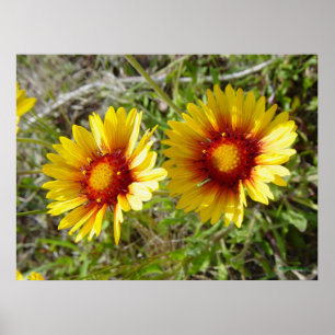 Póster F8 Flor silvestre amarilla Gaillardia