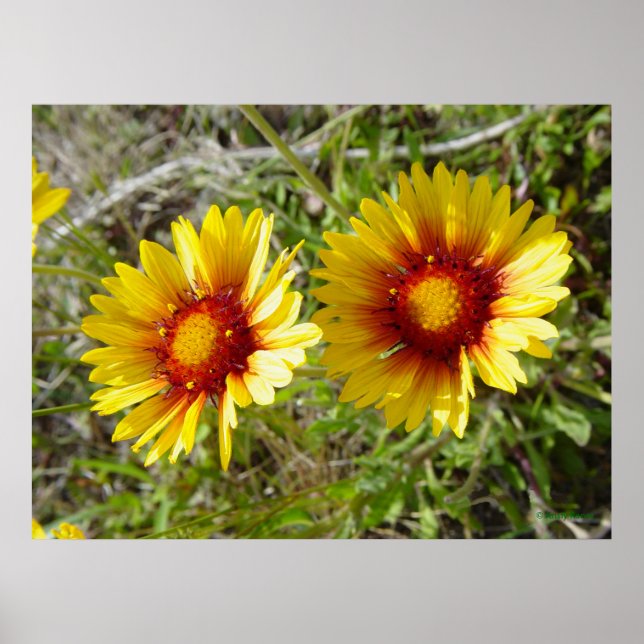 Póster F8 Flor silvestre amarilla Gaillardia (Frente)