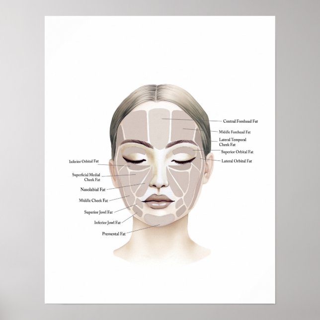Póster Face Anatomy Beauty Art (Frente)