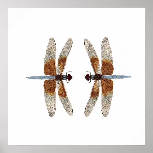 Póster Face-Off 2 Viuda Skimmer Dragonflies (Frente)