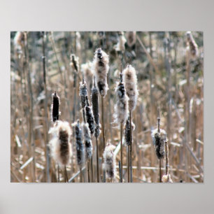 Póster Faded Fluffy Cattails En La Naturaleza De Primaver