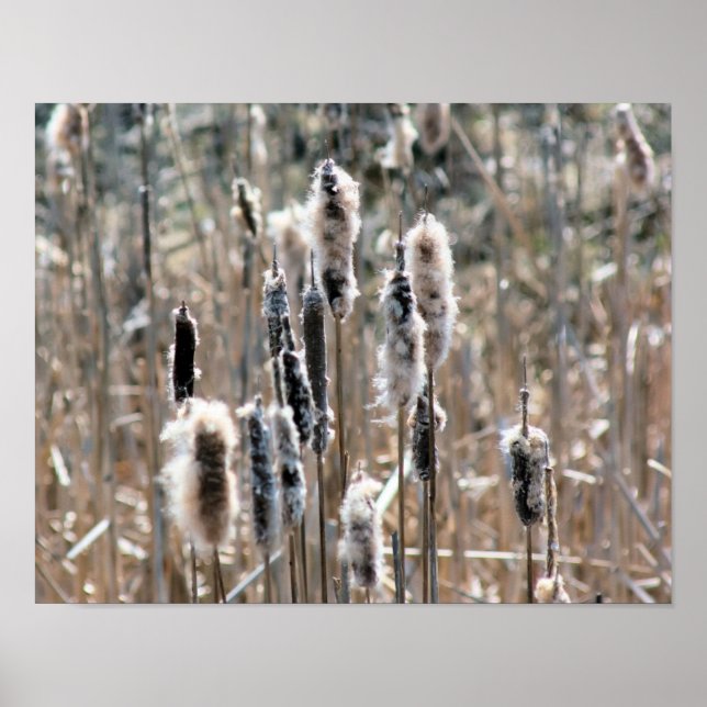Póster Faded Fluffy Cattails En La Naturaleza De Primaver (Frente)