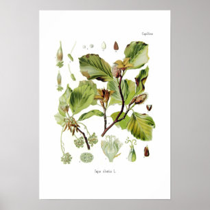 Póster Fagus silvatica (hayas)