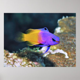 Póster Fairy Basslet