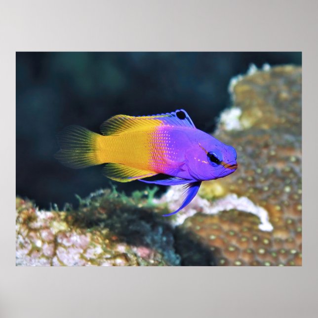 Póster Fairy Basslet (Frente)