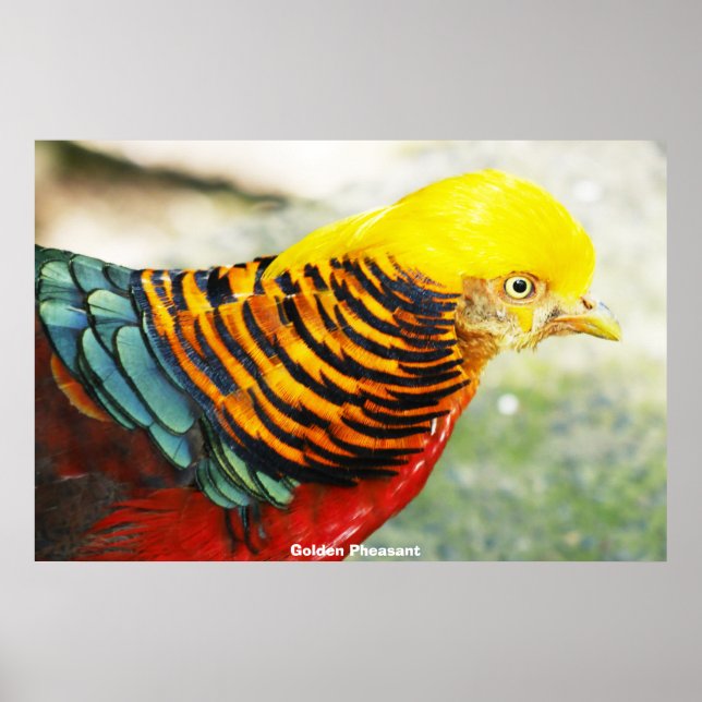 Póster Faisán dorado (Frente)
