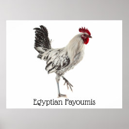 Póster Faiyoumis Rooster egipcio