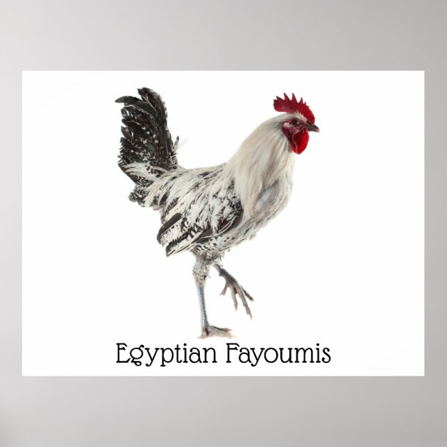 Póster Faiyoumis Rooster egipcio (Frente)