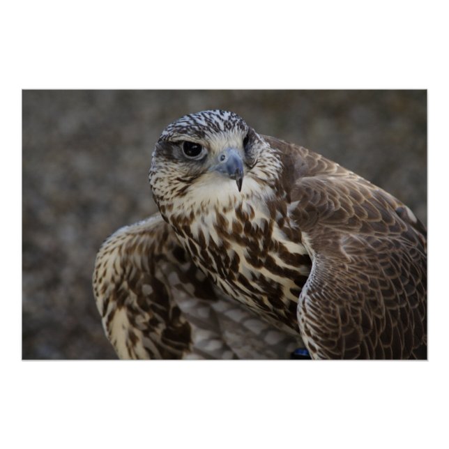 Póster Falco cherrug (Anverso)