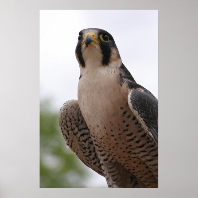 Póster Falcon (Frente)