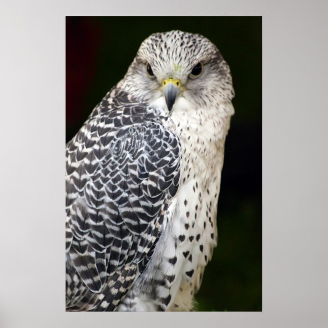 Póster Falcon (Frente)