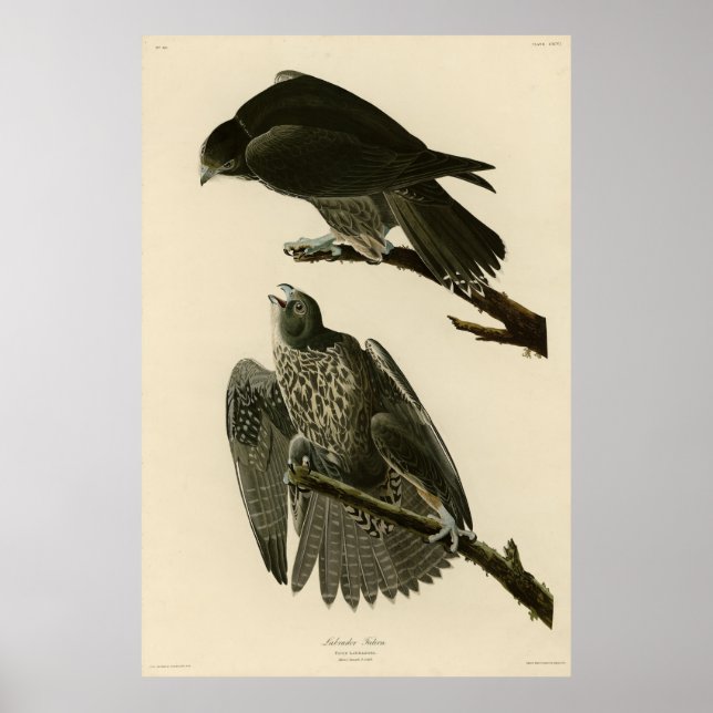 Póster Falcón de Labrador de Aves de América de Audubon (Frente)